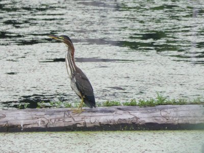 20200707 - Lake Betz - Green Heron