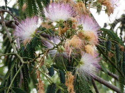 20200707 - Lake Betz - Mimosa Tree