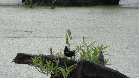 20200707 - Lake Betz - Red-winged Blackbirds