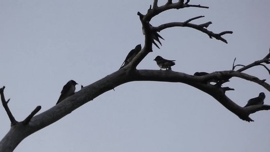 20200707 - Lake Betz - Swallows