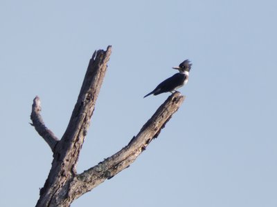 20200830 - Lake Betz - Belted Kingfisher