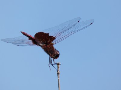 20200830 - Lake Betz - Carolina Saddlebags