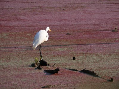 20200830 - Lake Betz - Great Egret 1