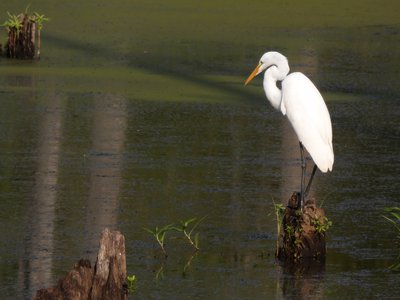 20200830 - Lake Betz - Great Egret 2