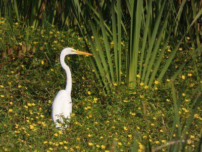 20200830 - Lake Betz - Great Egret 3