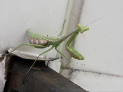 20200908 - Cary - Praying Mantis 2