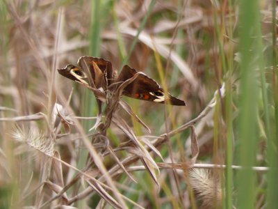 20200920 - Harris Lake - Common Buckeye