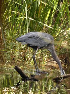 20200920 - Harris Lake - Great Blue Heron 1