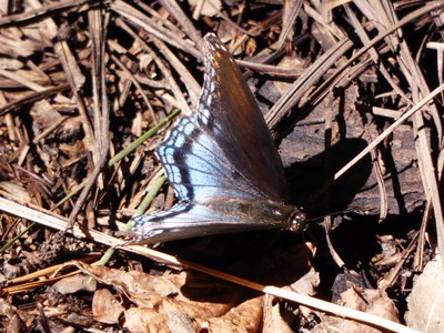 20200920 - Harris Lake - Red-spotted Purple