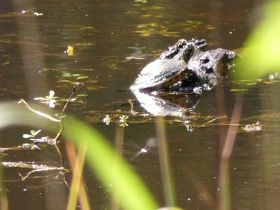 20200920 - Harris Lake - Yellow-bellied Slider