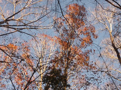 20201128 - Shinleaf - Foliage 1