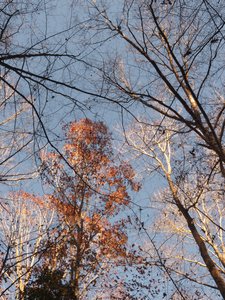 20201128 - Shinleaf - Foliage 2