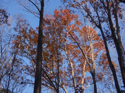 20201128 - Shinleaf - Foliage 3