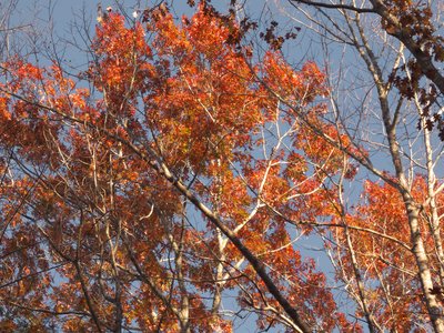 20201128 - Shinleaf - Foliage 4