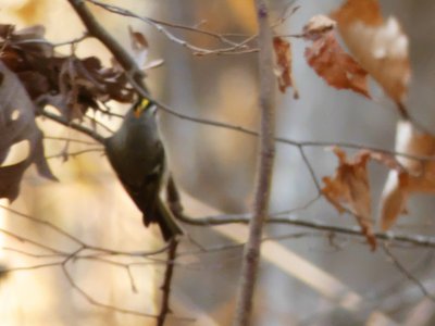 20201128 - Shinleaf - Golden-crowned Kinglet 2