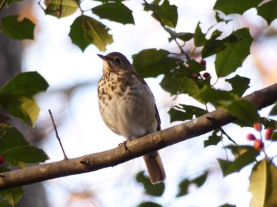 20201128 - Shinleaf - Hermit Thrush 1