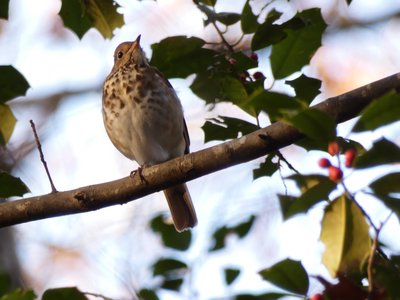 20201128 - Shinleaf - Hermit Thrush 2