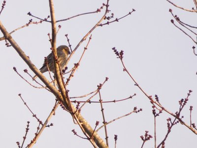 20210117 - Cary - House Finch 1