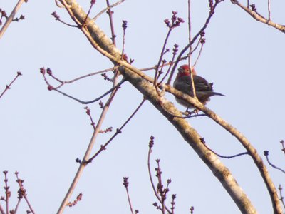 20210117 - Cary - House Finch 2