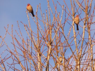 20210117 - Cary - House Finch 3