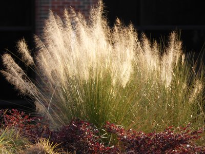 20210117 - Cary - Ornamental Grass