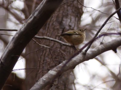 20210124 - Shinleaf - Kinglet