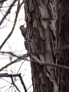 20210124 - Shinleaf - Red-bellied Woodpecker 1