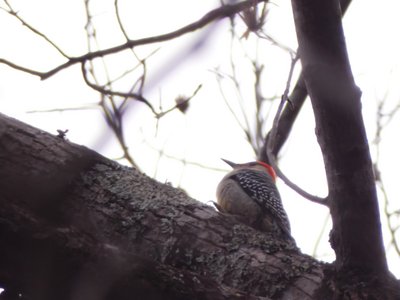 20210124 - Shinleaf - Red-bellied Woodpecker 2