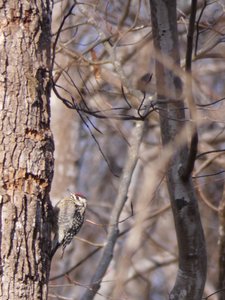 20210124 - Shinleaf - Yellow-bellied Sapsucker 1