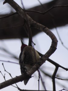 20210124 - Shinleaf - Yellow-bellied Sapsucker 2