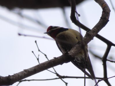 20210124 - Shinleaf - Yellow-bellied Sapsucker 3