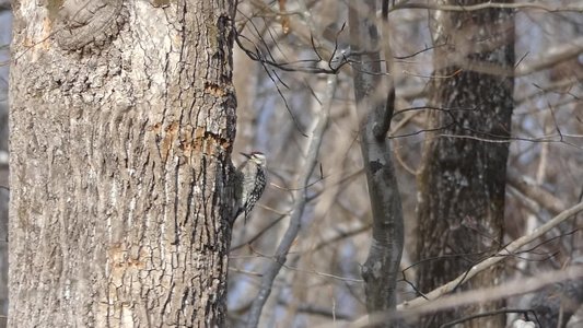 20210124 - Shinleaf - Yellow-bellied Sapsucker 4