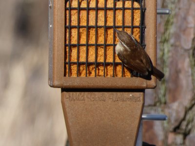 20210221 - Wilkerson Nature Preserve - Carolina Wren