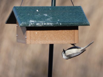 20210221 - Wilkerson Nature Preserve - Chickadee 2