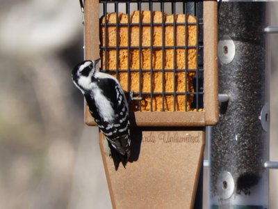 20210221 - Wilkerson Nature Preserve - Downy Woodpecker 1