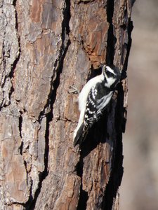 20210221 - Wilkerson Nature Preserve - Downy Woodpecker 2