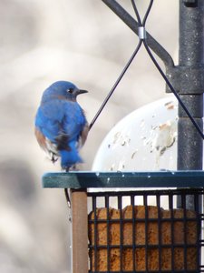 20210221 - Wilkerson Nature Preserve - Eastern Bluebird 1