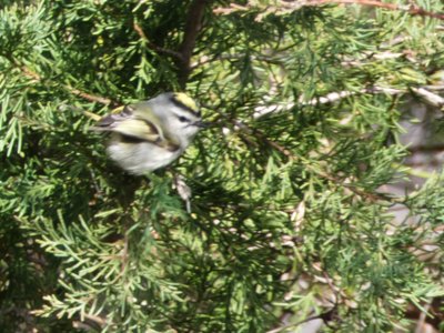 20210221 - Wilkerson Nature Preserve - Golden-crowned Kinglet