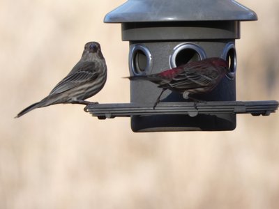 20210221 - Wilkerson Nature Preserve - House Finch 1