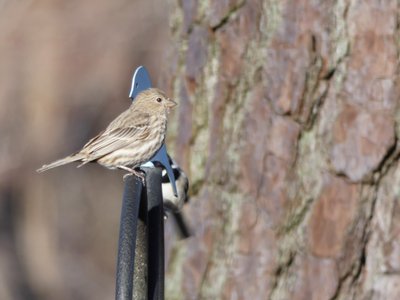 20210221 - Wilkerson Nature Preserve - House Finch 2