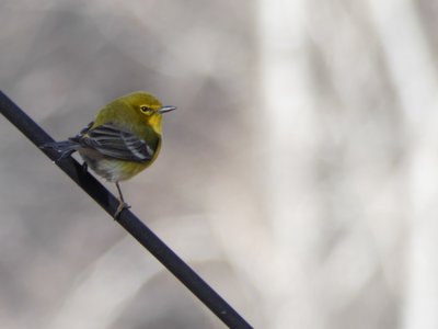 20210221 - Wilkerson Nature Preserve - Pine Warbler