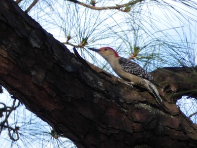 20210221 - Wilkerson Nature Preserve - Red-bellied Woodpecker