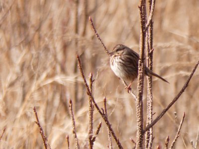 20210221 - Wilkerson Nature Preserve - Song Sparrow