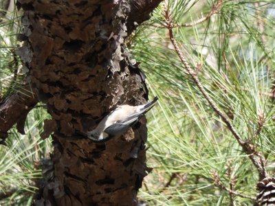 20210221 - Wilkerson Nature Preserve - White-breasted Nuthatch 1