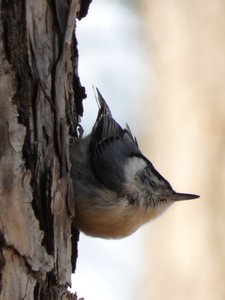 20210221 - Wilkerson Nature Preserve - White-breasted Nuthatch 2