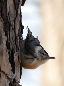 20210221 - Wilkerson Nature Preserve - White-breasted Nuthatch 3