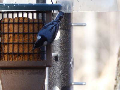 20210221 - Wilkerson Nature Preserve - White-breasted Nuthatch 4