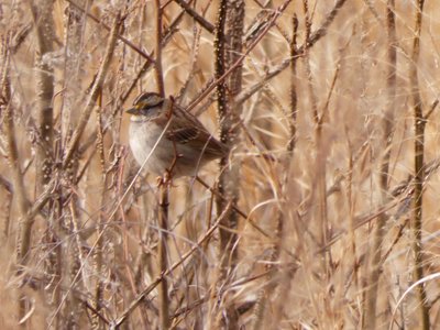 20210221 - Wilkerson Nature Preserve - White-throated Sparrow