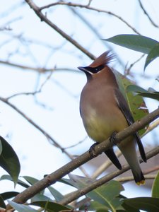 20210319 - Cary - Cedar Waxwing 2