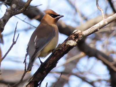 20210319 - Cary - Cedar Waxwing 3